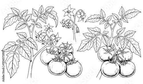 Tomato plant engraving vector hand drawn botanical illustration set isolated on white background