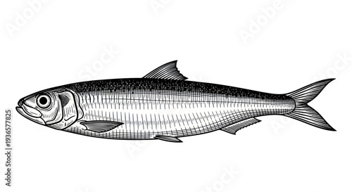 Illustration of a Single Sardine Fish, Isolated on White Background, Detailed Drawing