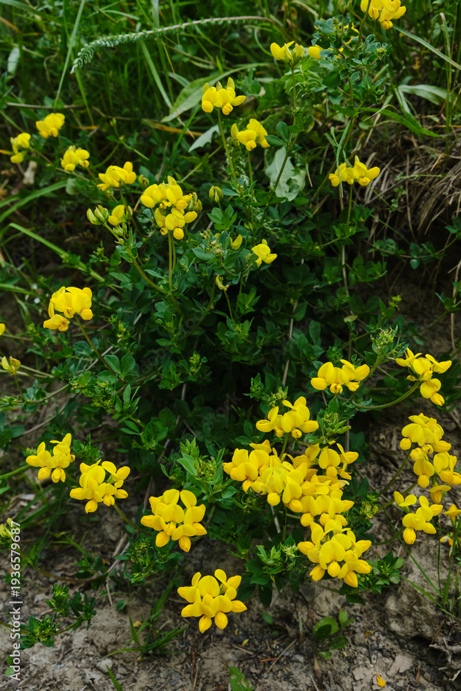 Obraz premium Blooming Bird's-foot Trefoil Lotus corniculatus on Summer Meadow