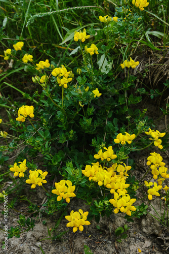Blooming Bird's-foot Trefoil Lotus corniculatus on Summer Meadow