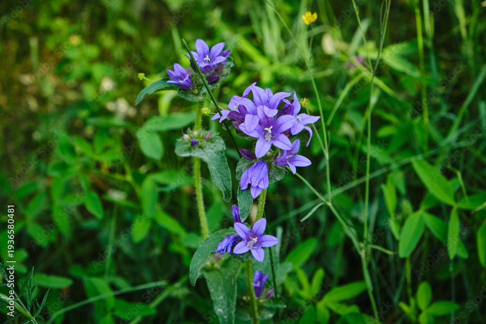 Fototapeta premium Deep Purple Clustered Bellflower Campanula glomerata in Wild Meadow