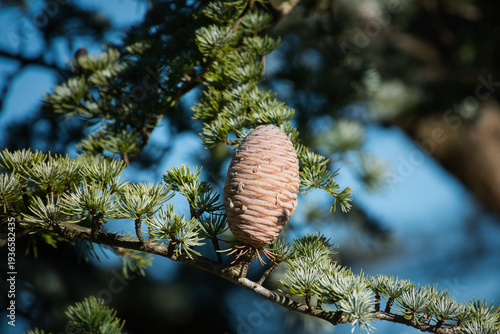 Der Zapfen einer Atlas-Zeder (Cedrus atlantica) Anfang März