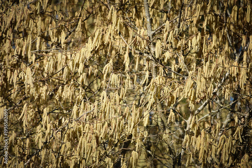 Blick auf einen üppig blühenden Haselstrauch (Corylus avellana) im März 2026