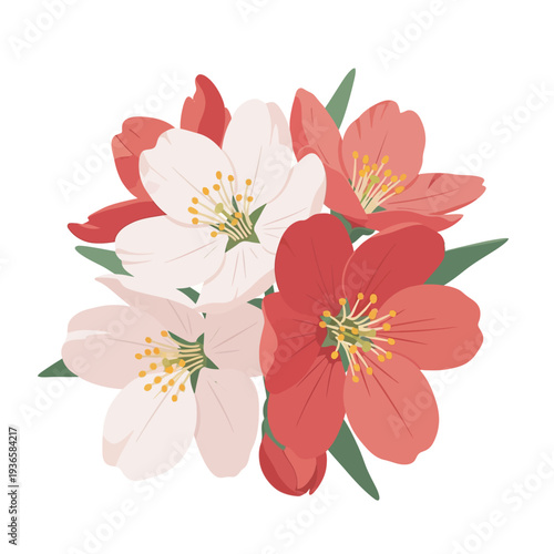 Beautiful cluster of blooming cherry blossom style flowers featuring delicate white and vibrant coral pink petals with detailed yellow stamens on white.