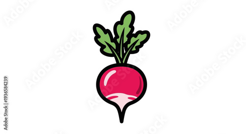 Fresh red beetroot vegetable illustration.