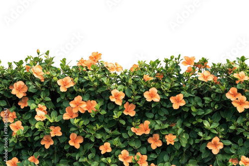 Orange hibiscus flowers bloom against a dark background