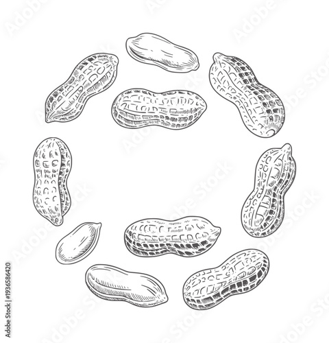 Hand drawn of peanuts arranged in a circular pattern legume food
