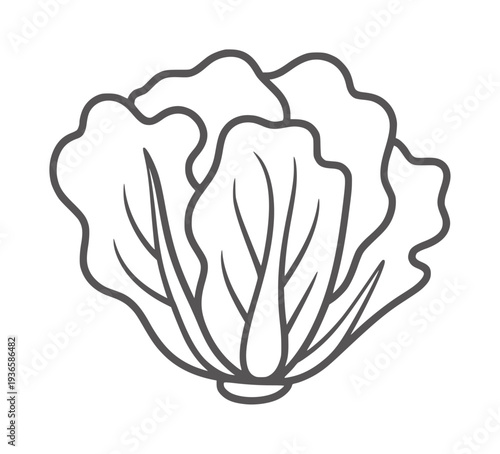 Simple black and white line of a fresh head of lettuce cabbage vegetable food healthy