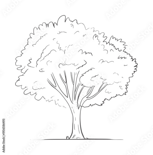 Simple black and white line of a deciduous tree with a full canopy