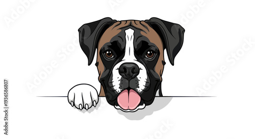 Boxer Dog Portrait, Peeking Over Edge, Tongue Out, White Background