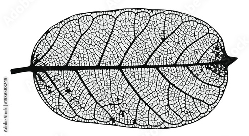 Delicate skeleton of a fallen leaf reveals intricate natural patterns