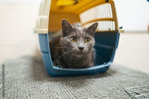 Schilderij op canvas Gray cat looking anxious in pet carrier at veterinary clinic