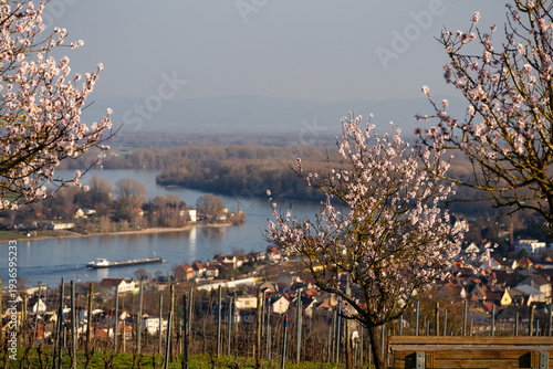 Wallpaper Mural Mandelblüte Wartturm Nierstein, März 2026 Torontodigital.ca