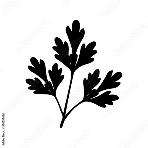 Single parsley sprig isolated on white background in elegant silhouette