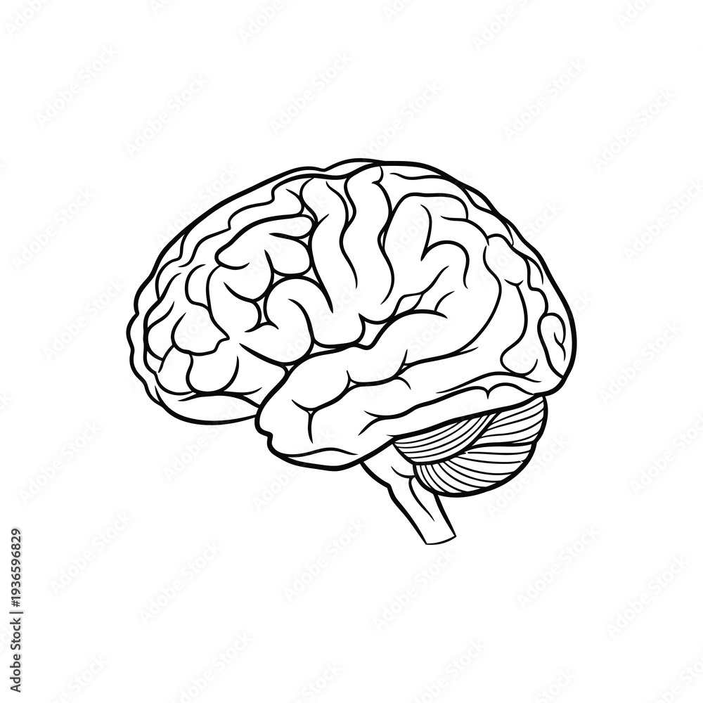 Fototapeta premium Detailed illustration of human brain anatomy in black and white
