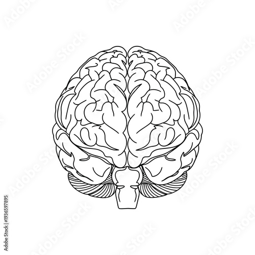 Detailed human brain illustration showing cerebral cortex and brainstem