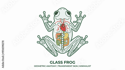 Minimalist geometric illustration of a glass frog's transparent anatomy on a white background