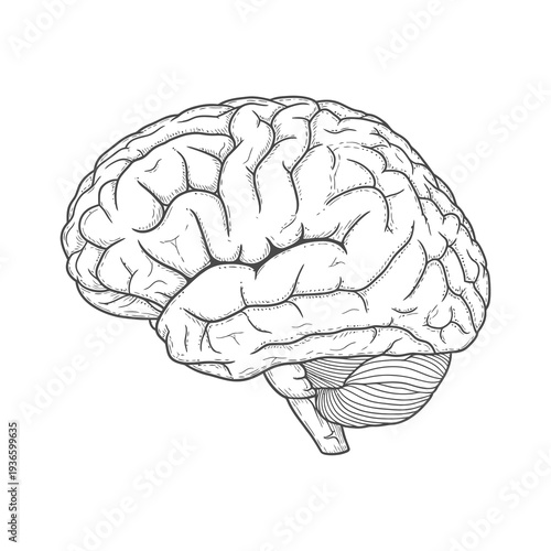 Detailed illustration of human brain anatomy in black and white