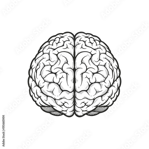 Detailed illustration of human brain anatomy in black and white