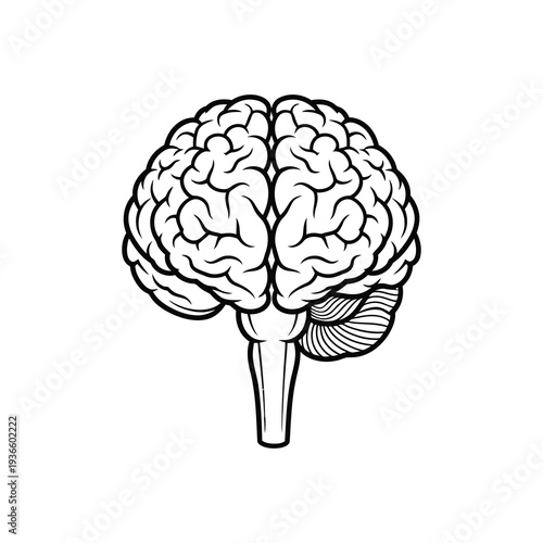 Detailed anatomical illustration of human brain structure