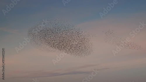 Starlings (Sturnus vulgaris) engage in a breathtaking murmuration, performing a synchronized aerial display against a vibrant sunset sky in the Netherlands. The massive flock of birds creates dynamic,