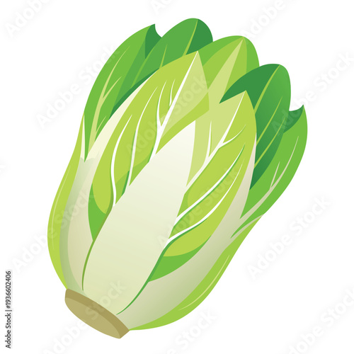 Vászonkép endive vectorr isolated