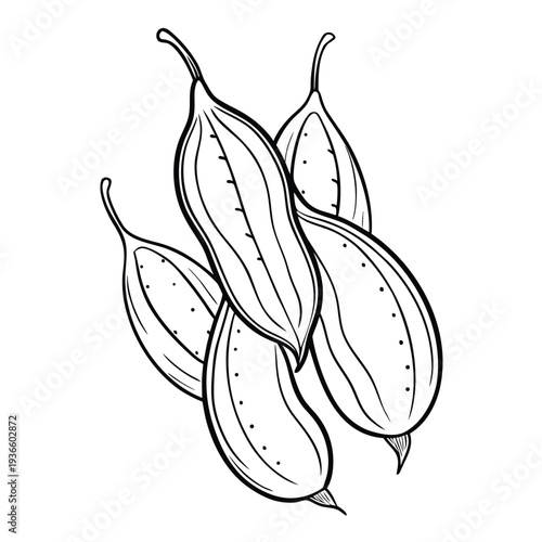 drumstick pods line art on white background