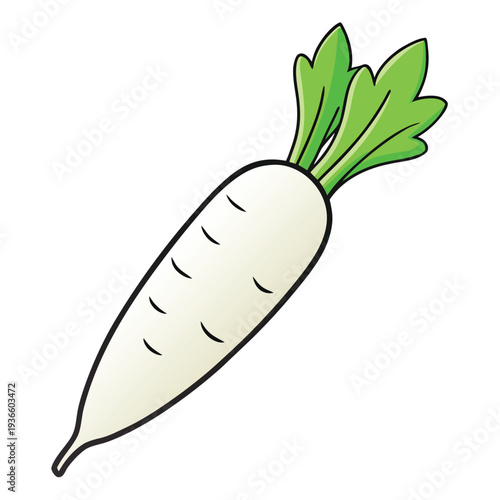 daikon radish on white background