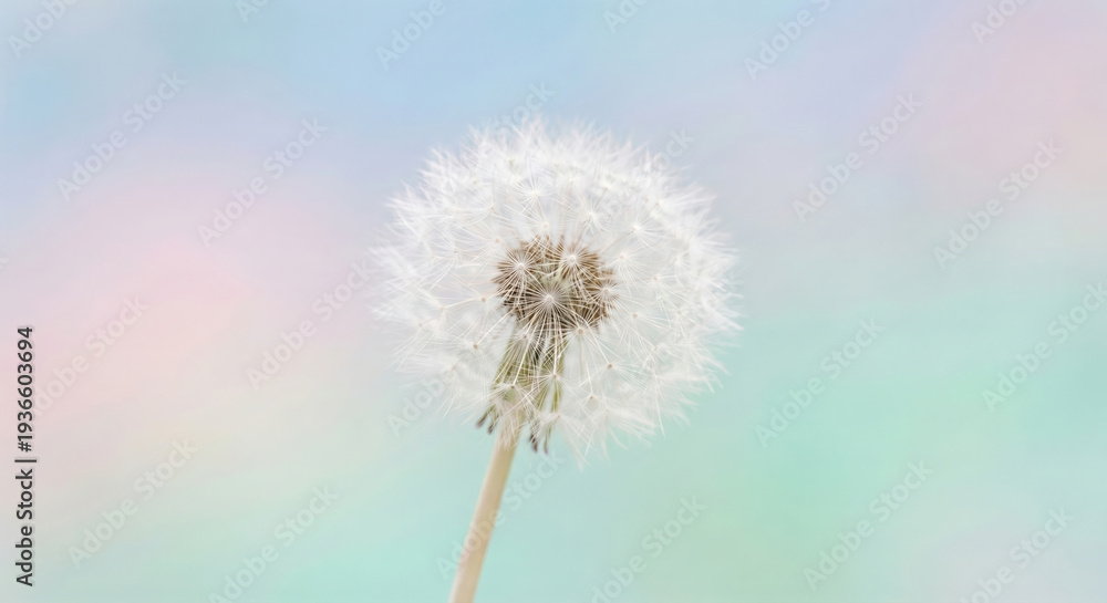 Obraz premium Close up of delicate white dandelion flower seed head against soft blurred pastel background