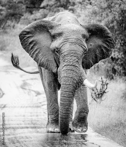 Front-facing African elephant walking down a rain-soaked road in a black and white wildlife portrait