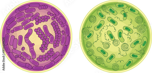 Petri dish bacteria colonies and microorganisms microbiology laboratory research science flat vector illustration