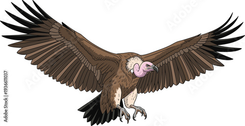 Flying vulture bird with wide wingspan scavenger wildlife bird vector illustration