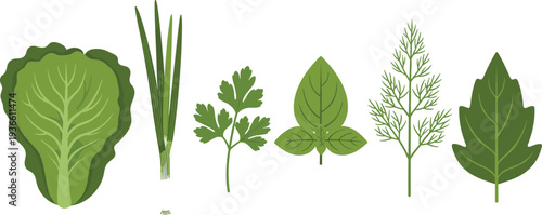 Fresh green herb and leafy vegetable collection basil parsley dill lettuce vector illustration set