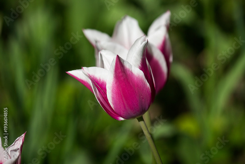 close-up of pink and white tulips growing in a flowerbed in the park