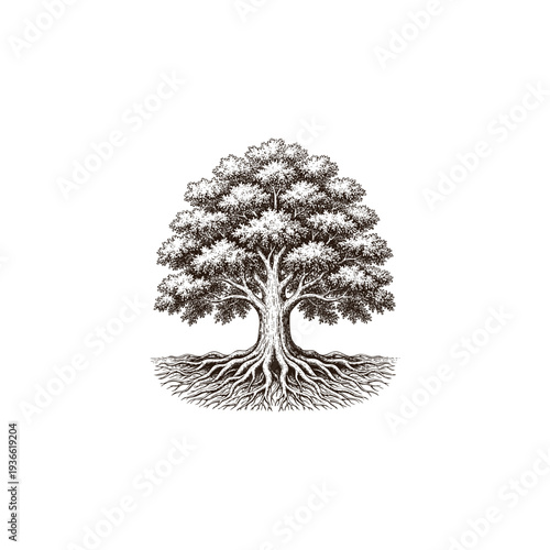 Vintage engraving style illustration of a large oak tree with lush foliage and strong visible roots