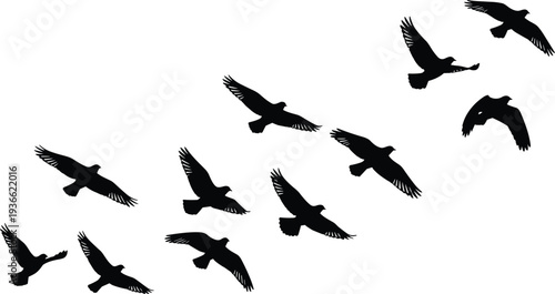 Silhouette birds flying in formation, migratory flight, wing positions, dynamic motion, natural behavior, flock coordination, aerodynamics, wildlife illustration, creative vector design