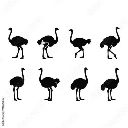 Group of Ostriches in Various Poses.