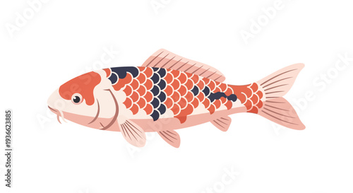 Koi Fish Isolated White.