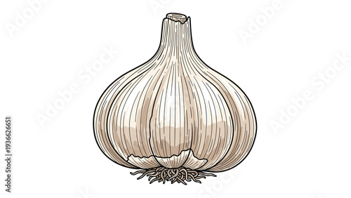 Detailed vintage engraving of a whole garlic bulb with roots and textures shown in an authentic and classic botanical illustration style.