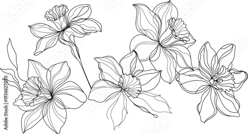 Narcissus daffodil line art bouquet. Elegant botanical spring flowers illustration
