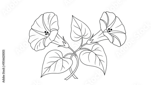 Fine line drawing of two morning glory flowers with large heart-shaped leaves and twining stems on a white background for coloring.