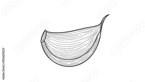 Detailed engraving style illustration of a single garlic clove showing its characteristic skin texture and shape for culinary art.