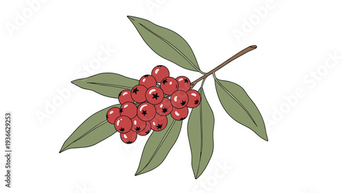 Illustration of a green leafy branch bearing a cluster of red berries for winter holiday and nature themed designs on white.