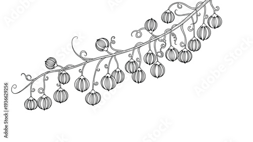 Detailed engraving style drawing of a long vine with round textured fruits and curly tendrils for vintage botanical illustrations.