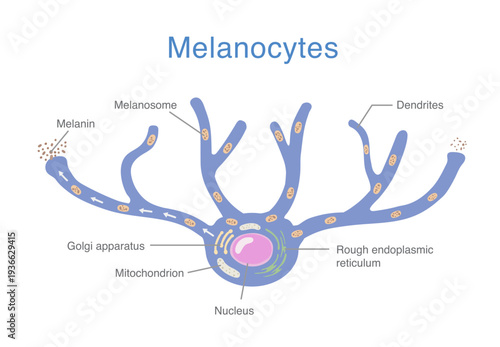 Melanocyte anatomy showing dendritic skin cell structure, melanosome formation, and melanin distribution involved in human skin pigmentation and dermatological research.
