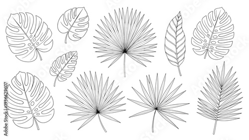 Set of various hand drawn tropical and deciduous leaf outlines in black ink on white background for botanical studies and nature designs.