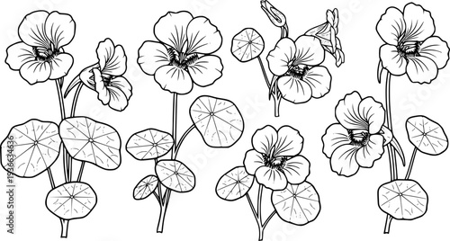 nasturtium silhouette line art vector illustration with a white background
