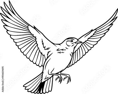 skylark silhouette line art vector illustration with a white background