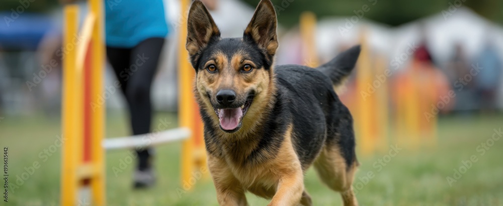 Fototapeta premium dog trainer showcases agility techniques with a lively dog