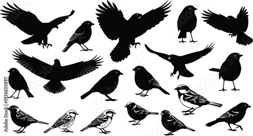Vector illustration of bird silhouettes and detailed species drawings, flying, perching, standing, arranged in rows for design and study themes